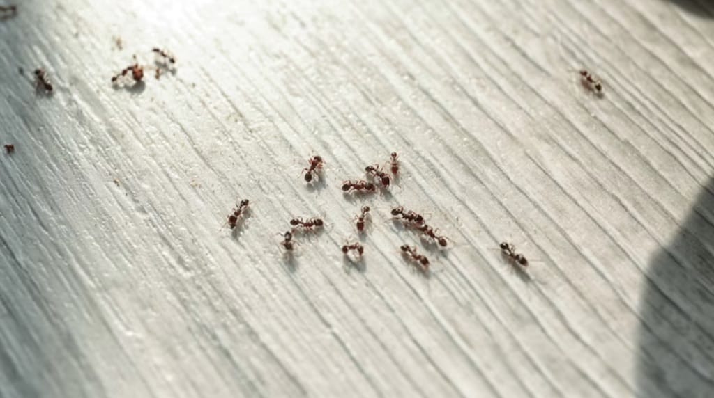 Les fourmis sont des insectes sociaux qui constituent la famille des Formicidae