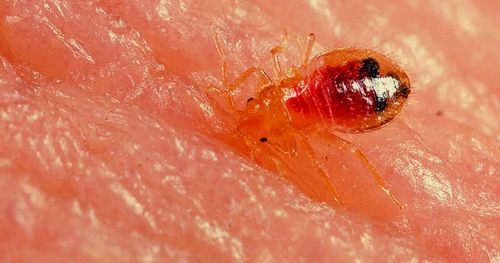 Punaise de lit juvénile en train de piquer et de se nourrir de sang, montrant le comportement alimentaire de cet insecte nuisible, et les risques potentiels de piqûres pour les humains