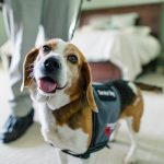 Détection Canine des Punaises de Lit : L’Arme Secrète Contre les Infestations