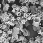 La Terre de Diatomée : Un Traitement Naturel Contre les Punaises de Lit et ses Implications