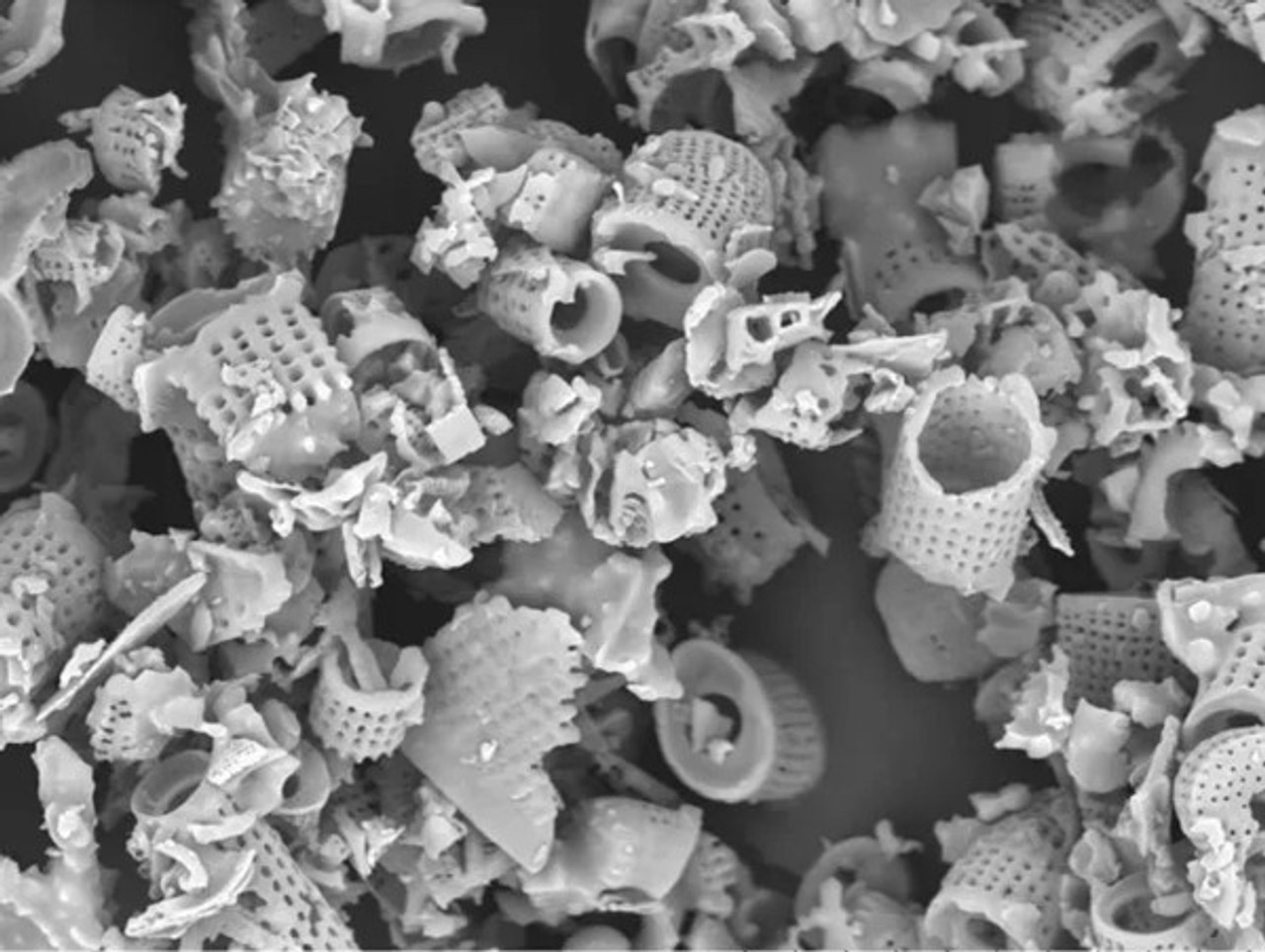 La Terre de Diatomée : Un Traitement Naturel Contre les Punaises de Lit et ses Implications