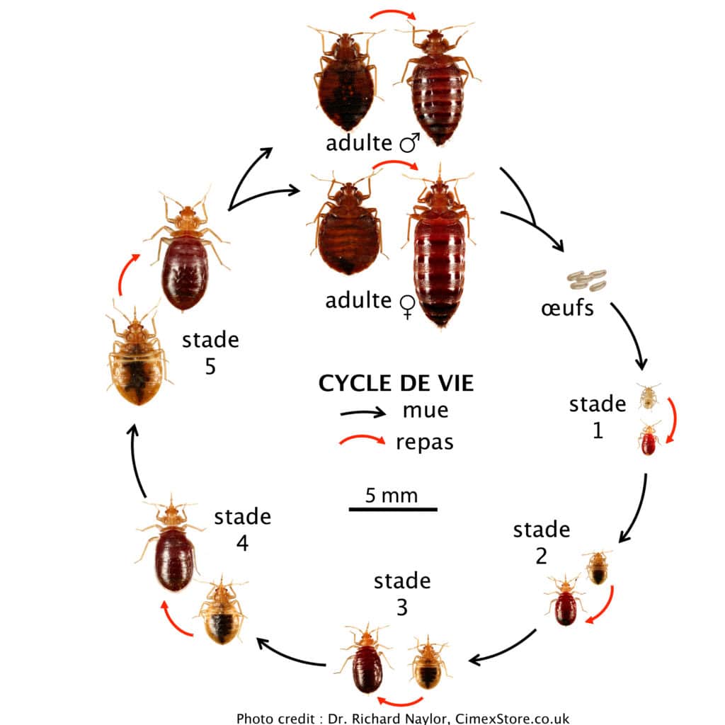 Illustration détaillée du cycle de vie des punaises de lit mâles et femelles, montrant les différentes étapes depuis les œufs jusqu'à l'âge adulte, avec des exemples de mues à différents stades de développement