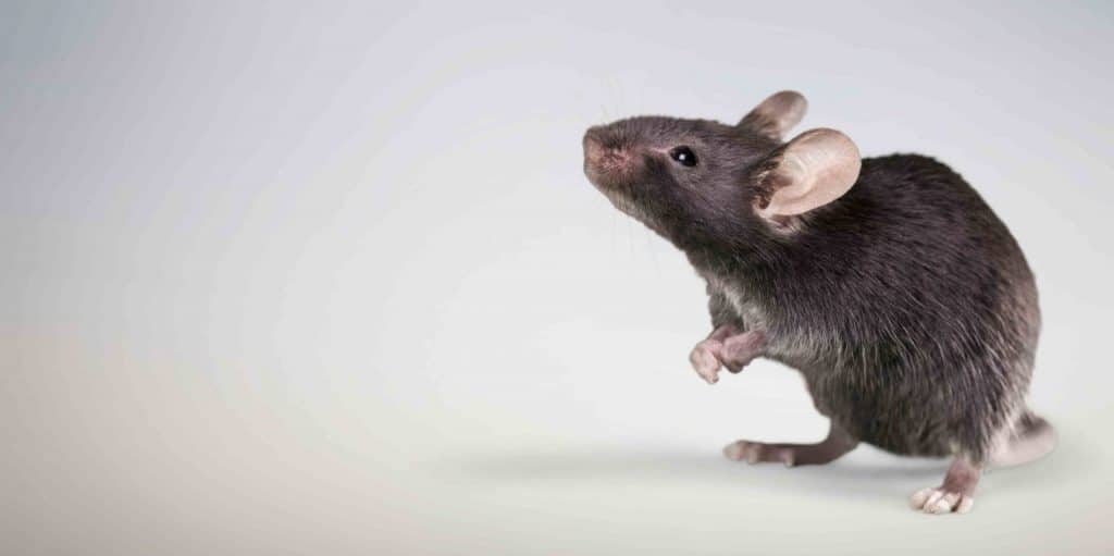 Expertise en dératisation : solution professionnelle contre les rats.